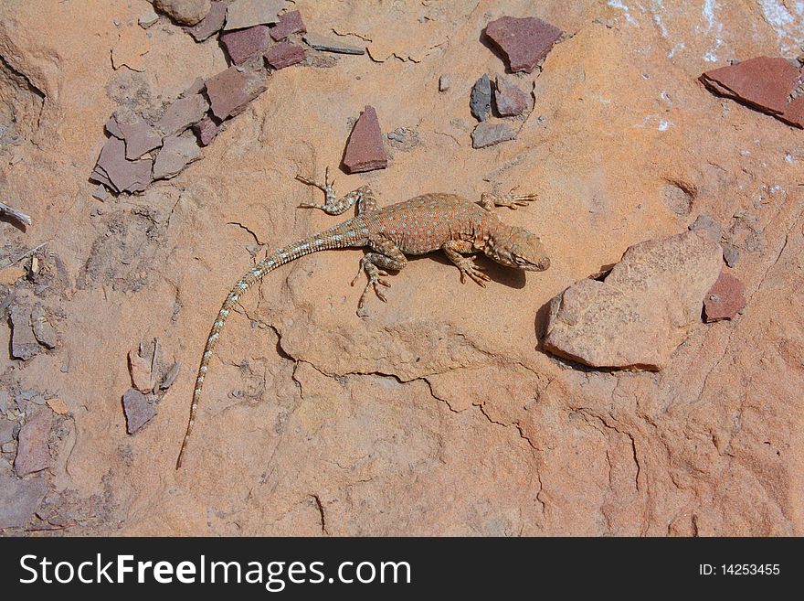 Small lizard basking on a rock viewed from above. Small rocks and stones are in the frame. Small lizard basking on a rock viewed from above. Small rocks and stones are in the frame.