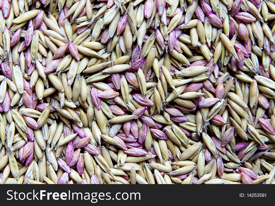 Background of dry  seeds