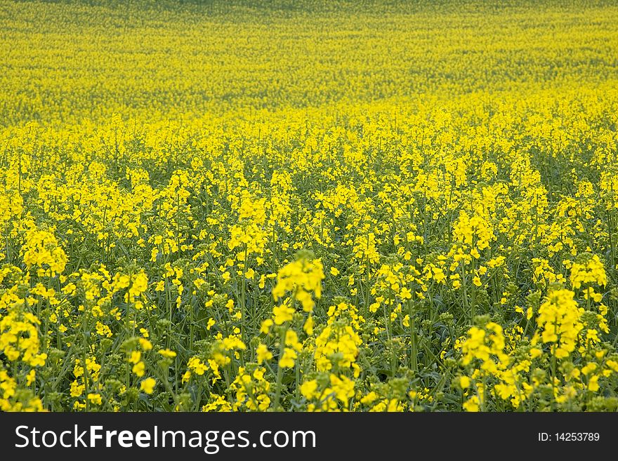 Close up to big yellow rape field - Poland