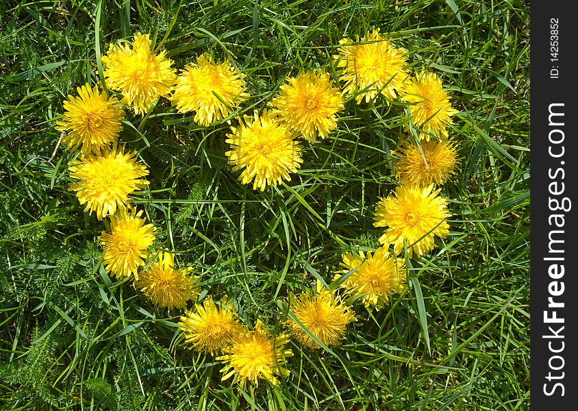 Heart made of yellow dandelions on green grass. Heart made of yellow dandelions on green grass