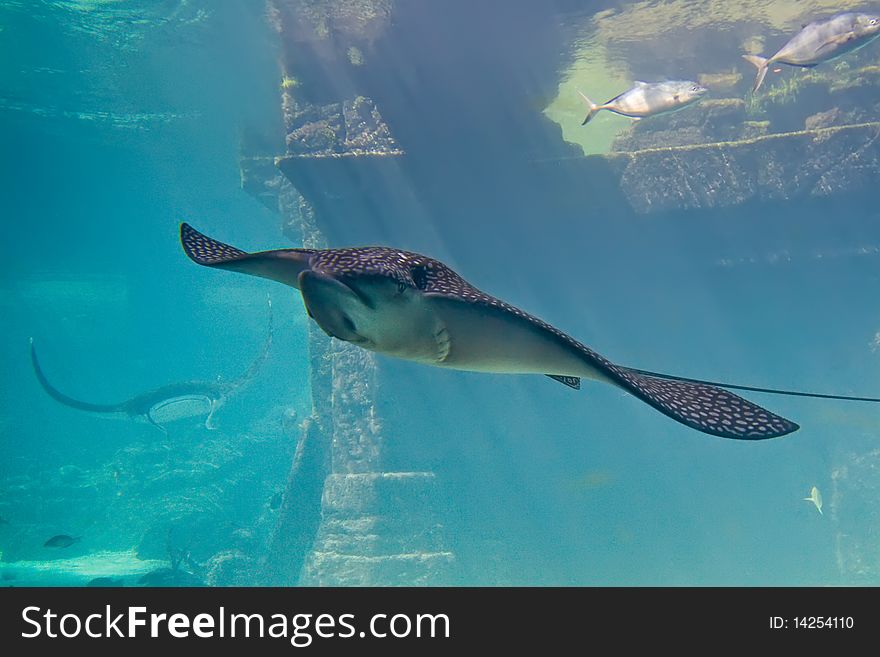 Large Stingray In Aquarium