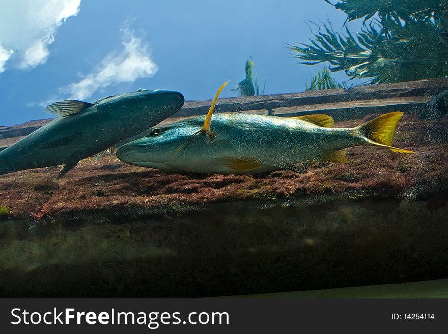 View of Colorful Fish with Sky in Background