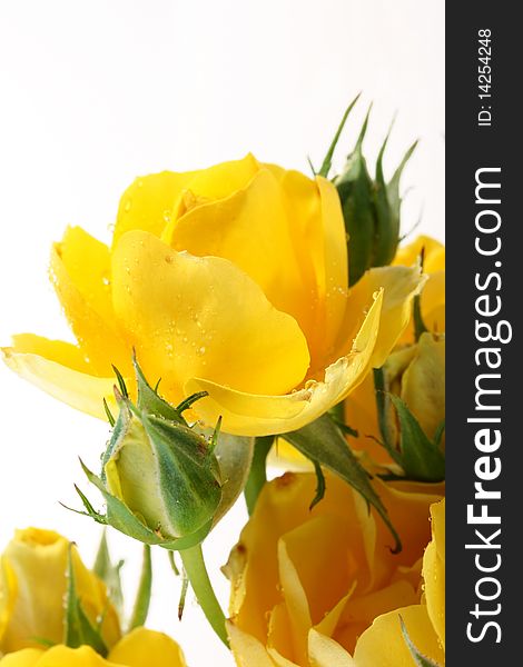 Yellow roses with not dismissed buds on a white background.