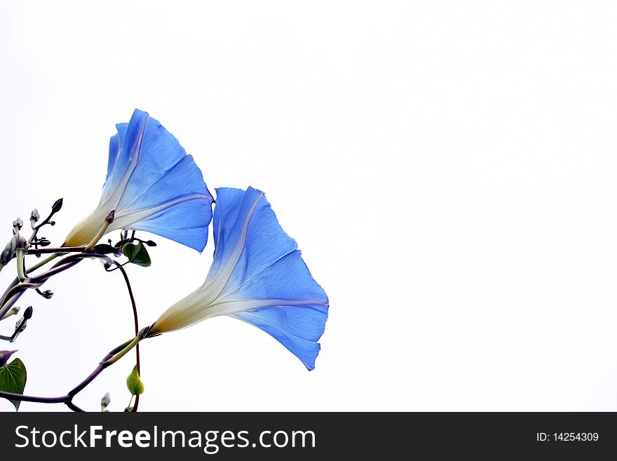 Picture is showing two flowers of a morning glory on the white background. Picture is showing two flowers of a morning glory on the white background