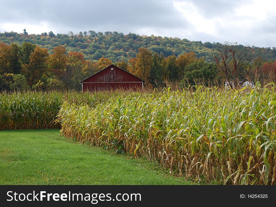 Red Barn And Corn