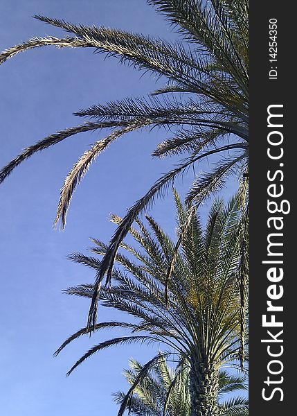 Palms captured on Tenerife\'s Playa de las Americas. Palms captured on Tenerife\'s Playa de las Americas