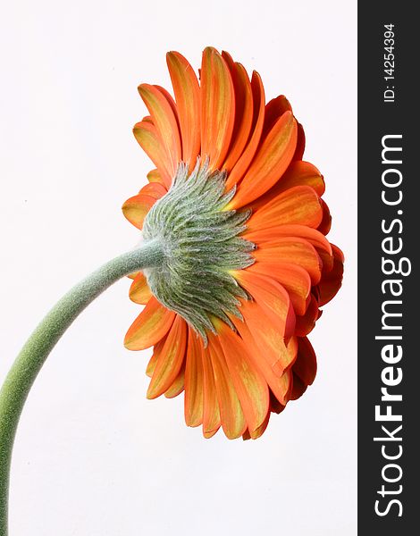 Picture is showing red gerber daisy taken from the back of a flower on a white background. Picture is showing red gerber daisy taken from the back of a flower on a white background