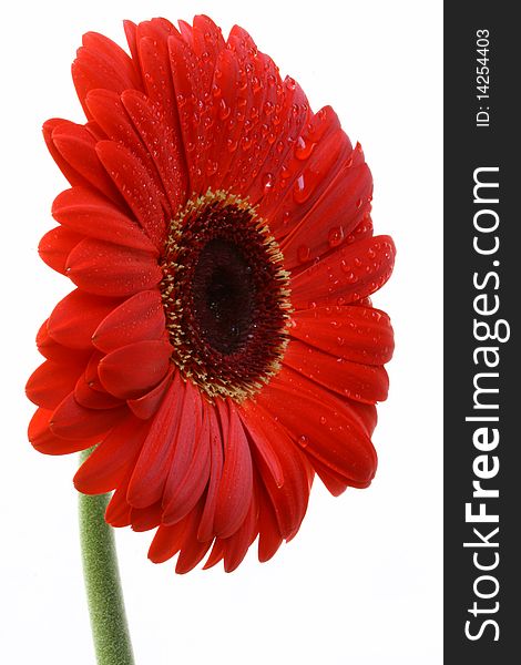 Picture is showing red, sprincled with water, gerber daisy taken from the front of a flower on a white background. Picture is showing red, sprincled with water, gerber daisy taken from the front of a flower on a white background