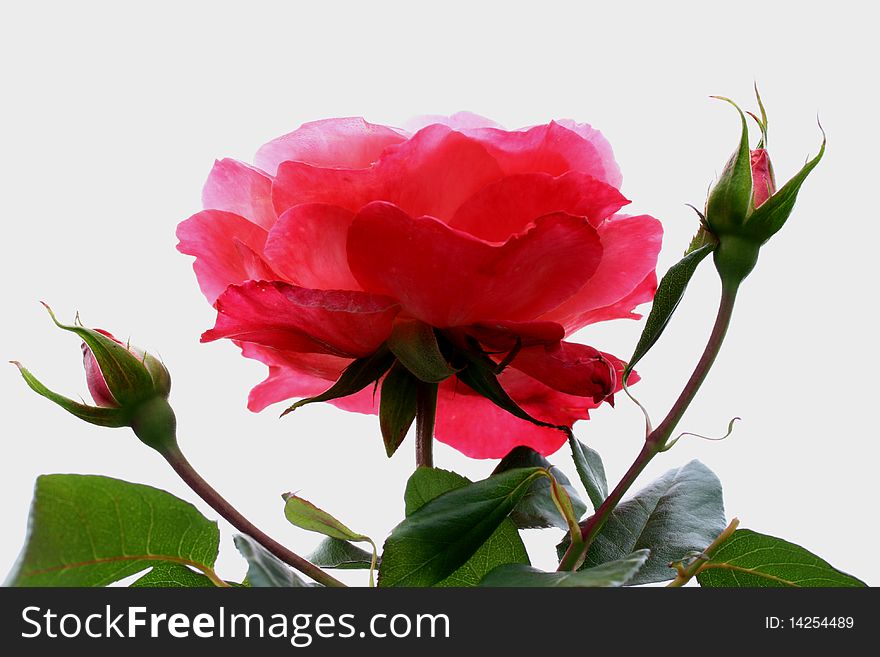 Two rose buds with rose on white
