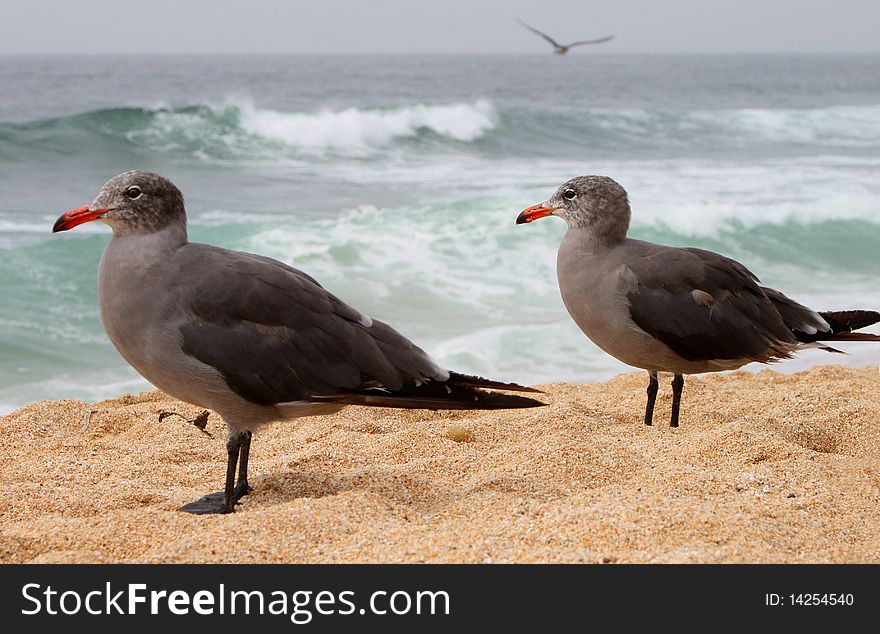 Two Young Seaguls At The Beach