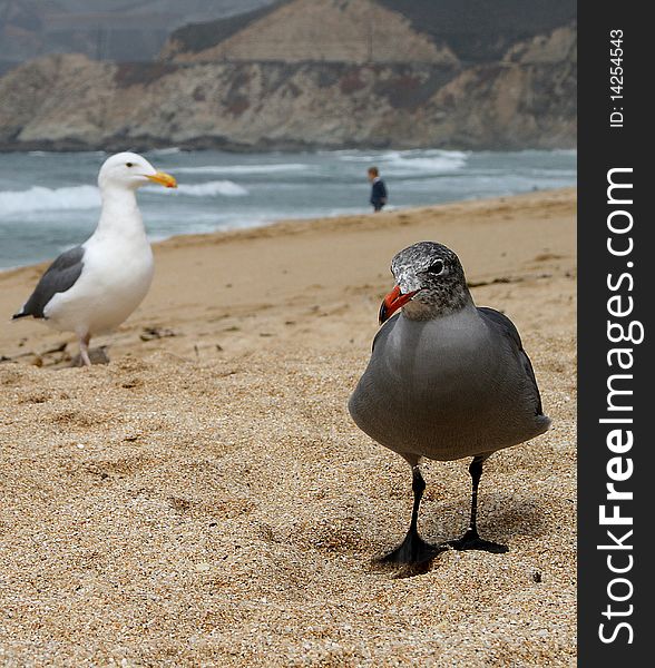 Picture represents two seaguls at the beach