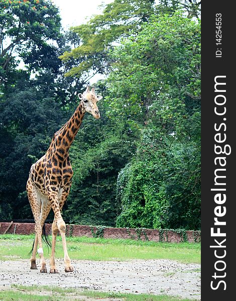 A Giraffe in a National Park. A Giraffe in a National Park