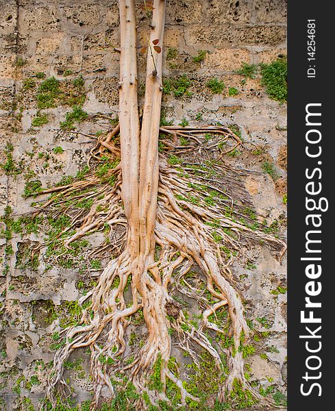Poerful tree roots coming throught a stone wall. Poerful tree roots coming throught a stone wall