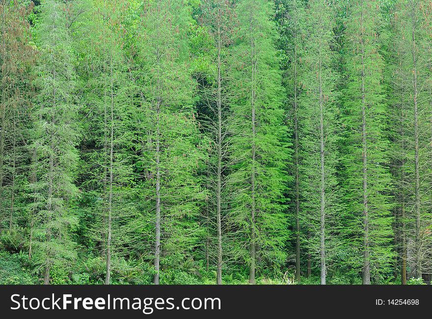 Vertical Line Formed By Trees