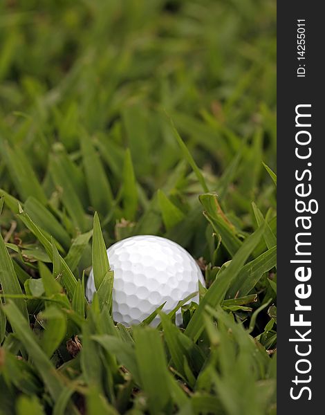 Lost Golf Ball in Tall Grass