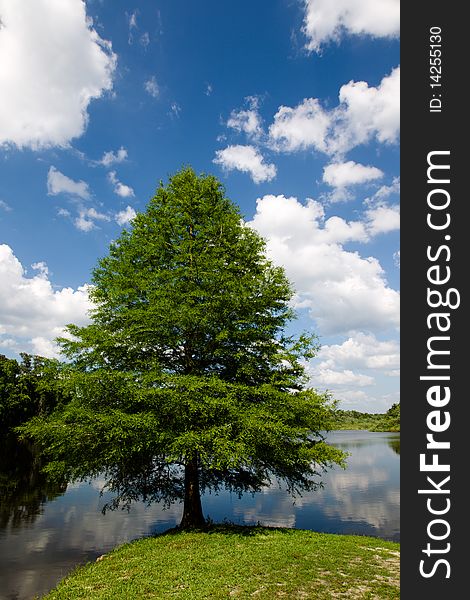 Lonely tree at the lake Alice in Gainesville, Florid