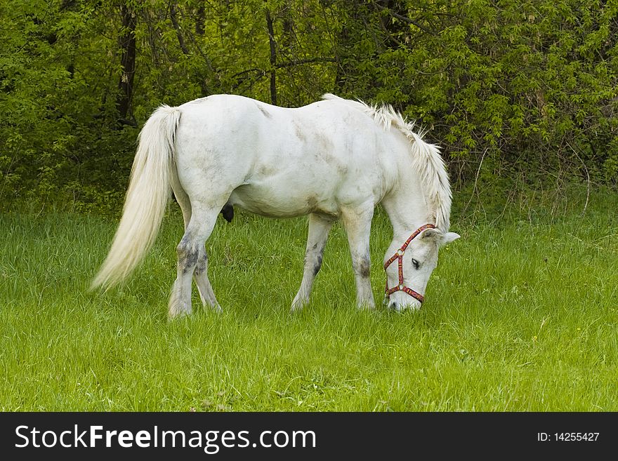 White horse in a pasture