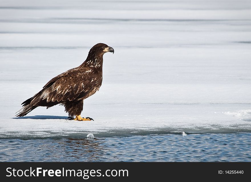 A Juvenile Eagle rests on the winter ice.