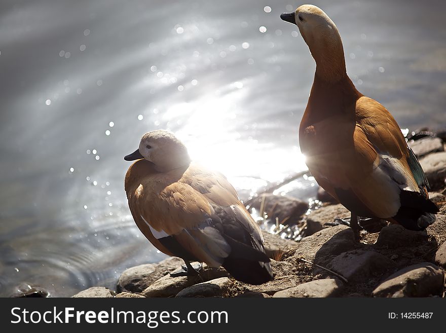 Two Ducks Near The Lake