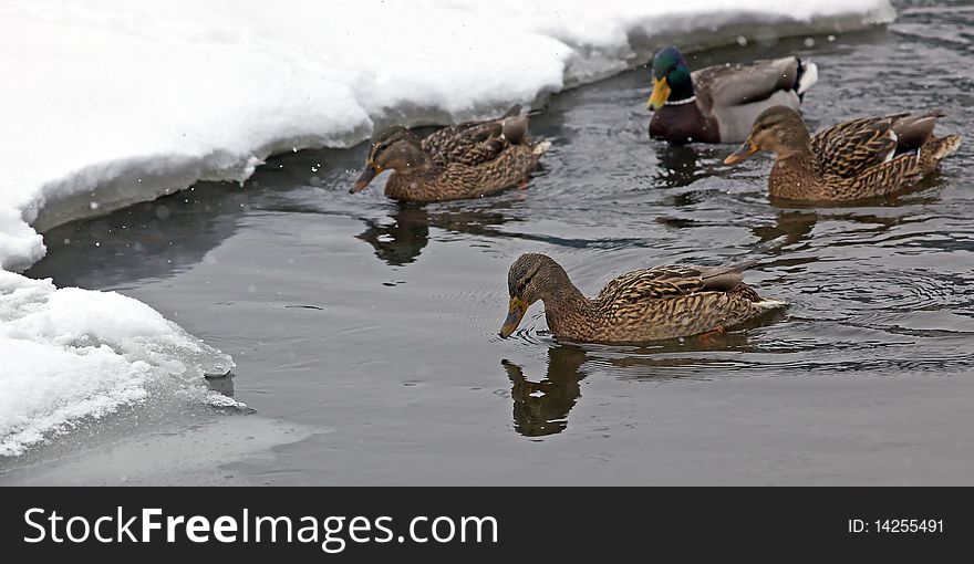 Four ducks in a winter lake