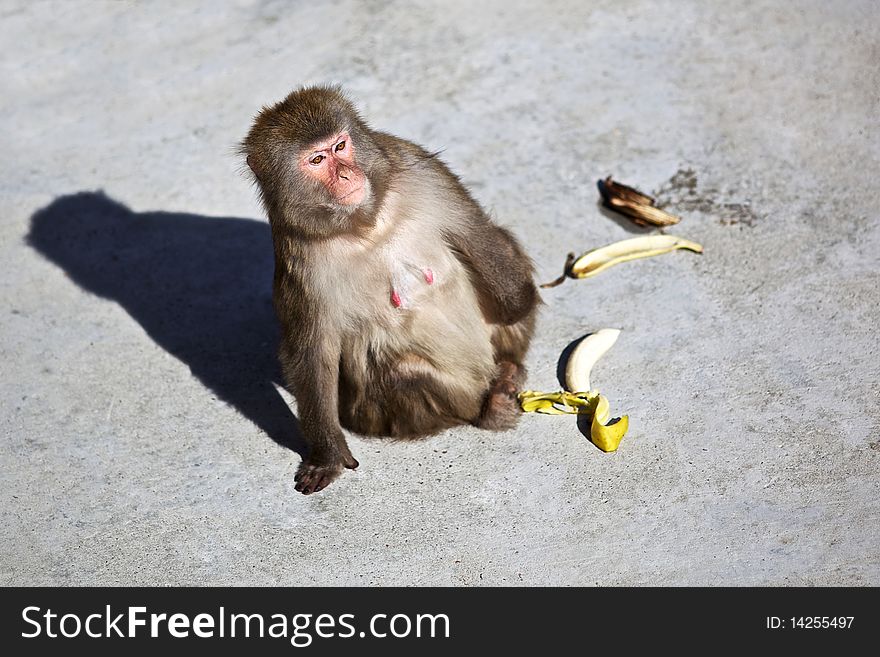 Monkey sitting near her banana and looking for distance. Monkey sitting near her banana and looking for distance