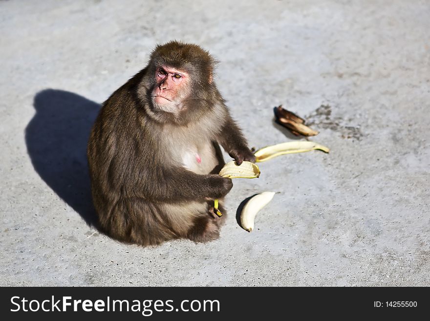 Monkey With Banana