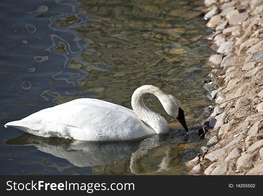 White swan swimming in a lake. White swan swimming in a lake