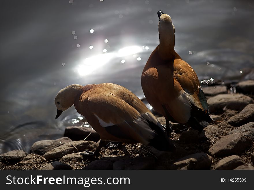 Two ducks near the lake with miracle sunlighting