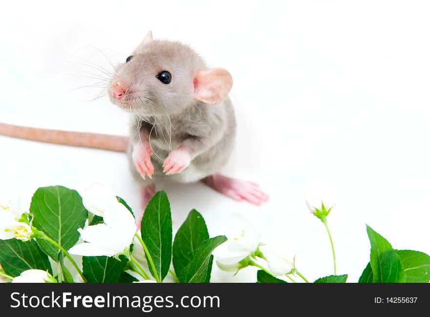 Small dumbo rat with flowers
