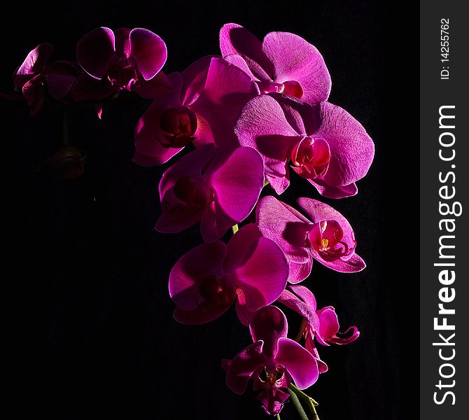 A beautiful pink orchid in black background