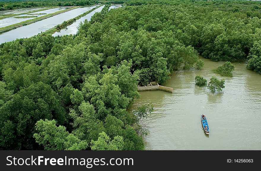 Mangrove forests along the Gulf of Thailand coast