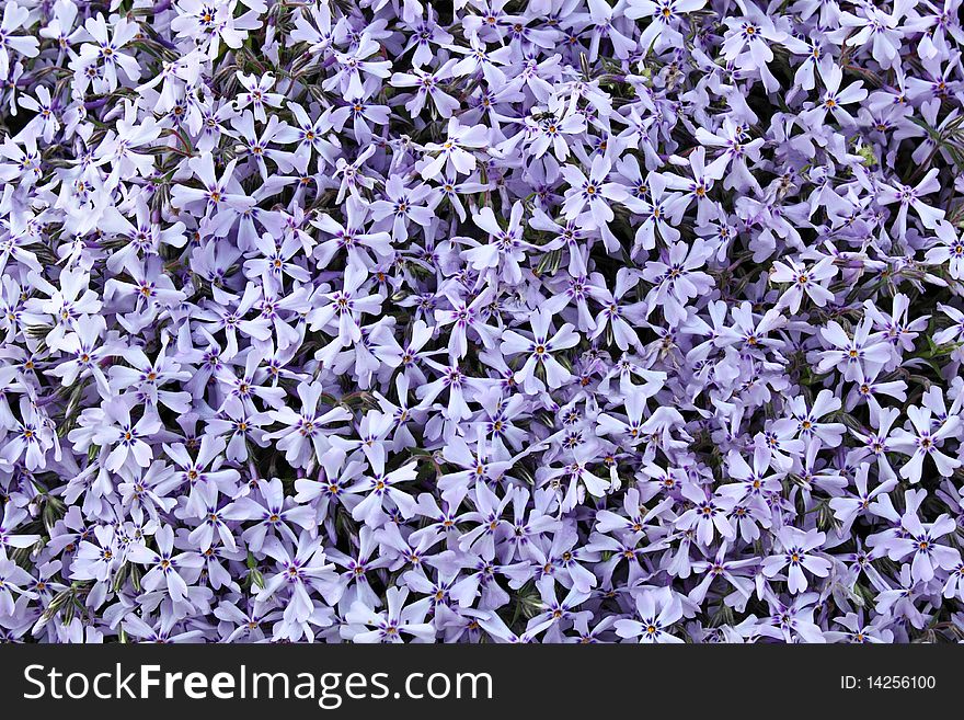 Real blue flowers for natural background. Real blue flowers for natural background