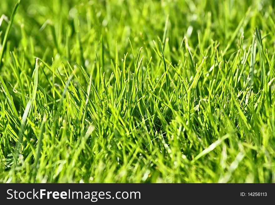 Photo of nice grass for background