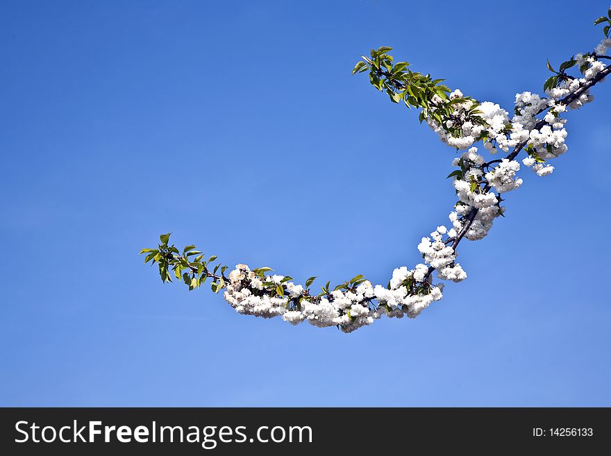 Close-up branch of  white bloom in spring. Close-up branch of  white bloom in spring