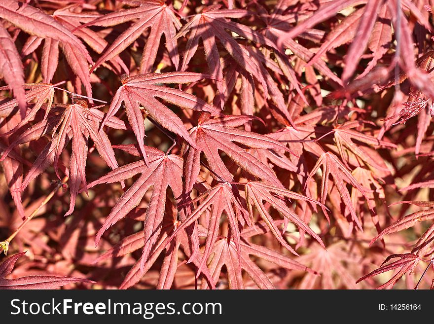 Natural maple leaves background