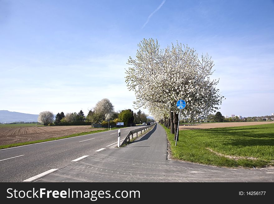 Close-up branch of  white bloom in spring. Close-up branch of  white bloom in spring