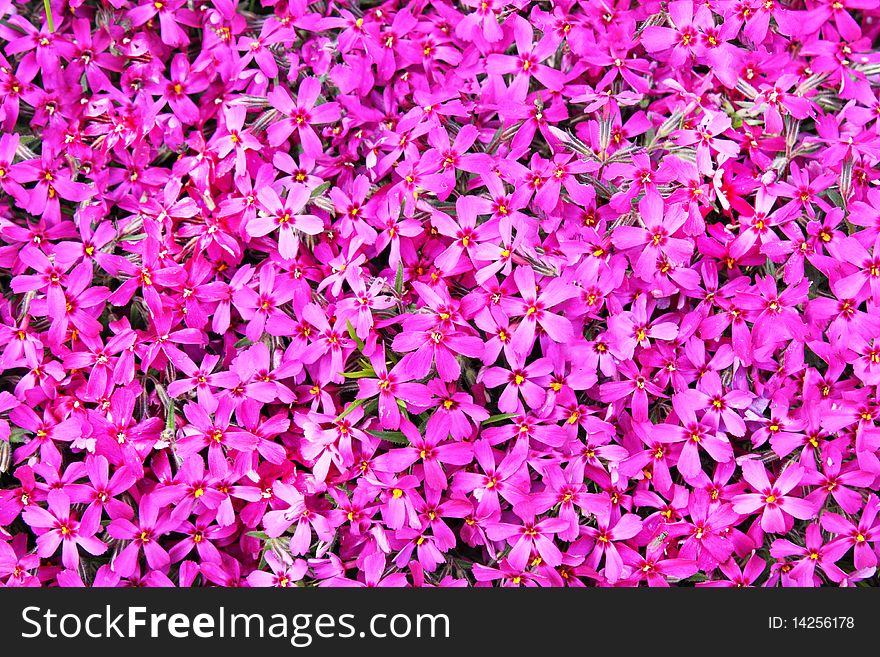 Real pink flowers background