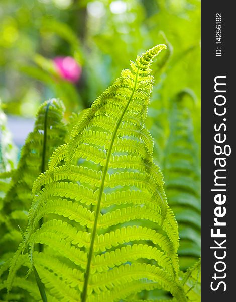 Green fern leaves in the garden