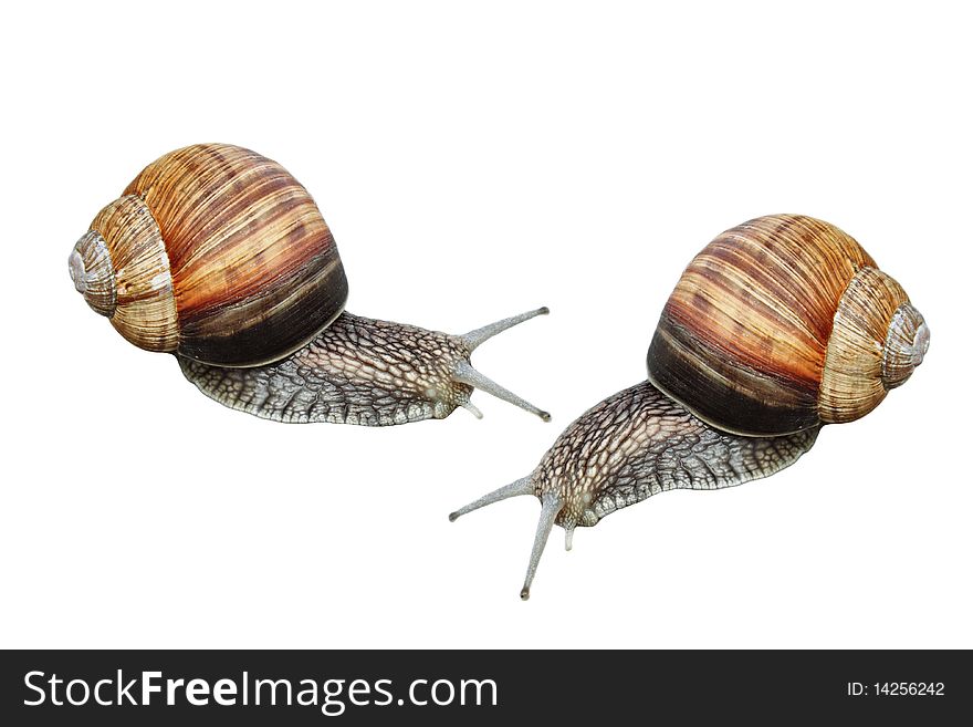 Two garden snails isolated on a white background