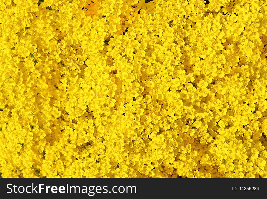 Real Yellow Flowers Background