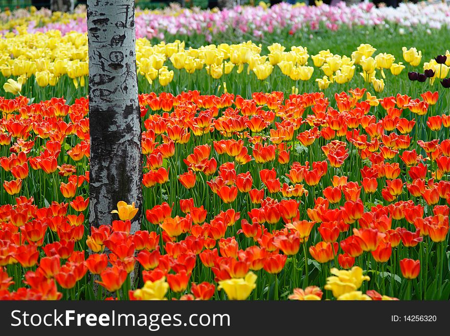 Tulip cluster in a broad field, an engraved tree byside