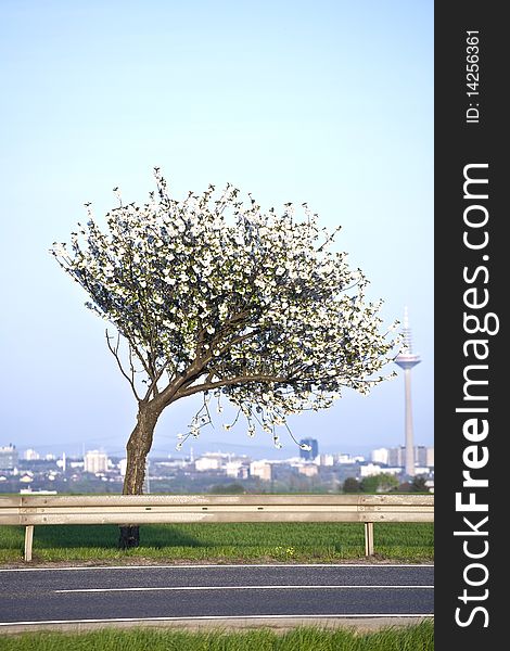 Close-up branch of  white bloom in spring. Close-up branch of  white bloom in spring