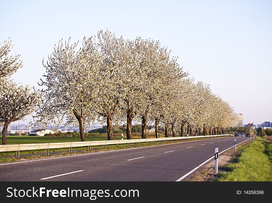 Close-up branch of  white bloom in spring. Close-up branch of  white bloom in spring