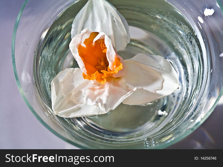 Flower serias: macro picture of narcissus in the water