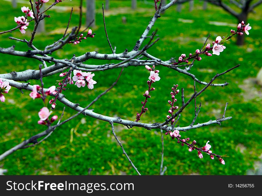 Pictures of many beautiful flowers. Pictures of many beautiful flowers