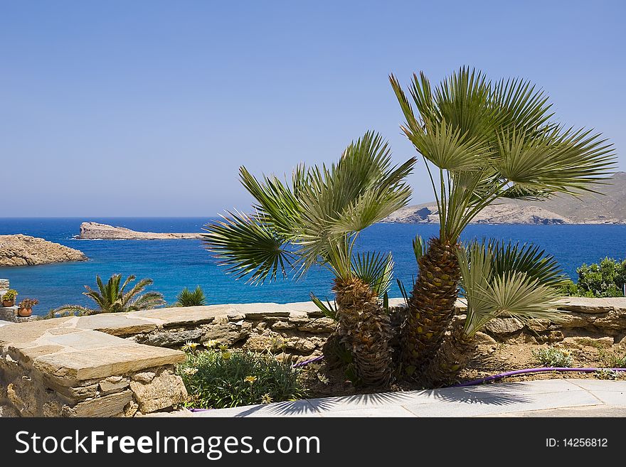 A palm in the courtyard garden on the background of the sea on the island of Mykonos. A palm in the courtyard garden on the background of the sea on the island of Mykonos