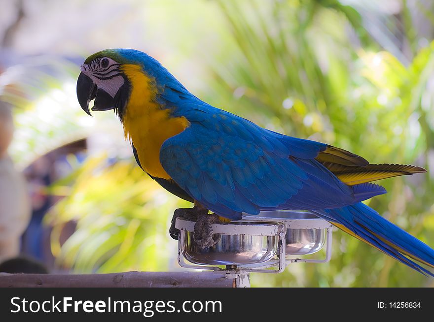 Parrots, also known as psittacines are birds of the roughly 372 species in 86 genera