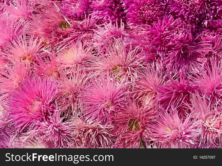 Nature series: bunch of pink flowers, holiday background. Nature series: bunch of pink flowers, holiday background