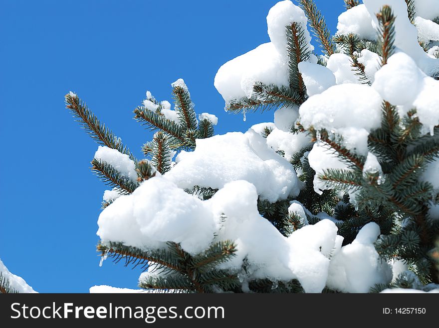 Background from a fur-tree covered with snow. Background from a fur-tree covered with snow