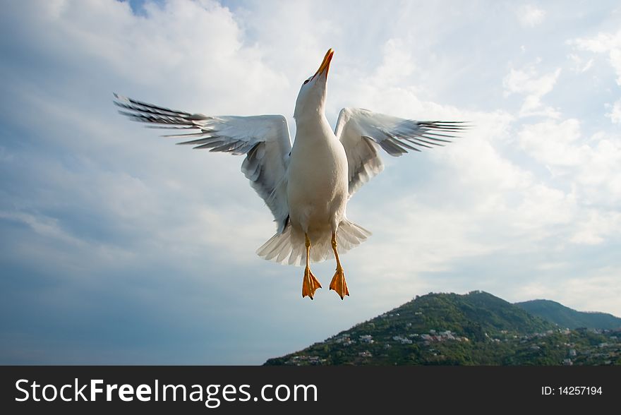 Seagull flying over blue sky, in Italy